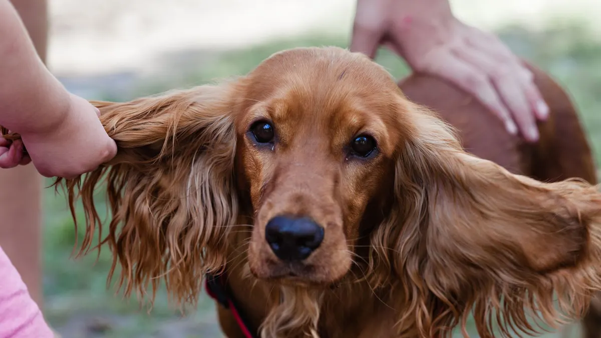 Close-up of a cocker spaniel being playfully handled outside, showing its long ears.
