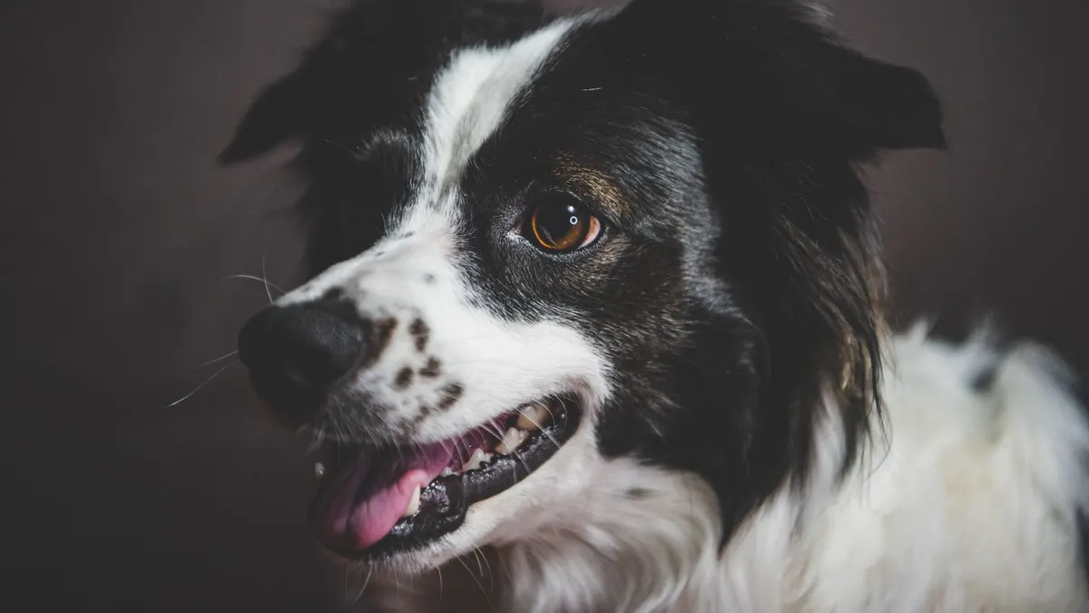 A detailed close-up of a smiling Border Collie showing its playful, friendly nature.
