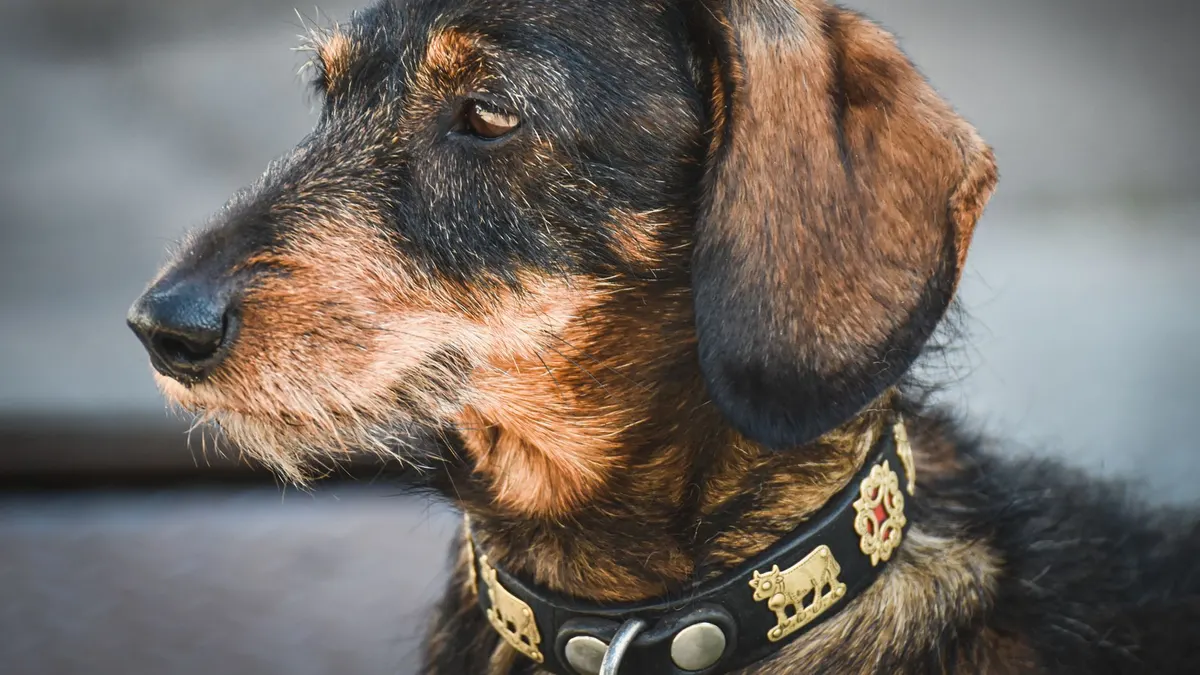 Side view portrait of a wire-haired dachshund showcasing its textured fur and unique collar design.