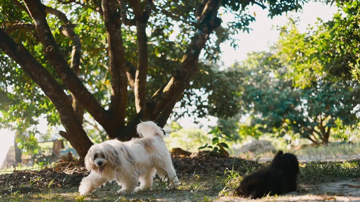 Two dogs enjoying a sunny day in a lush green park, playing under trees.