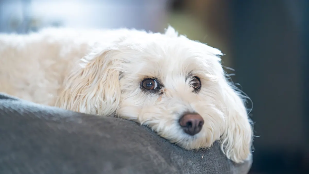 A fluffy white dog rests comfortably indoors on a soft cushion, exuding calm and relaxation.