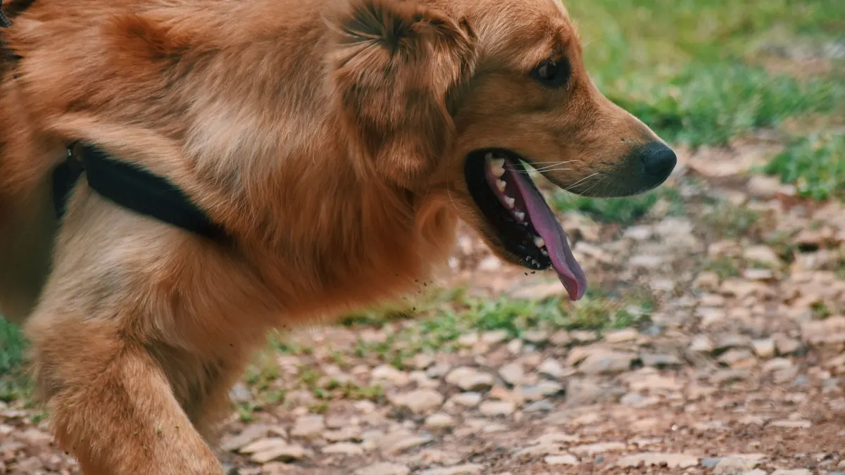 Close-up of a golden retriever panting while walking in the park on a sunny day.