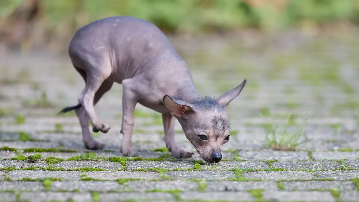 Cute Xoloitzcuintli puppy sniffing the ground on a moss-covered pavement, exploring its surroundings.