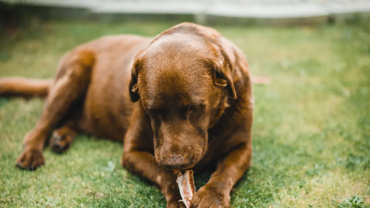 A brown Labrador Retriever enjoying a bone on green grass, showcasing its domestic and playful nature.