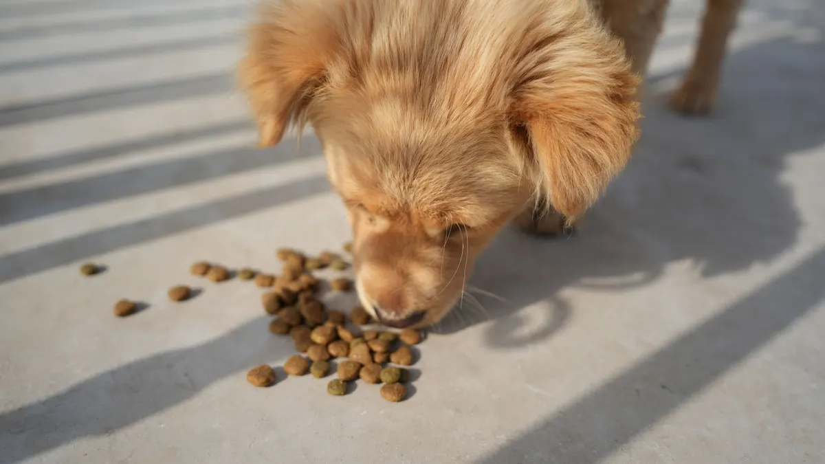 Adorable golden puppy eating kibble on a sunny day outdoors. Perfect for pet-related content.