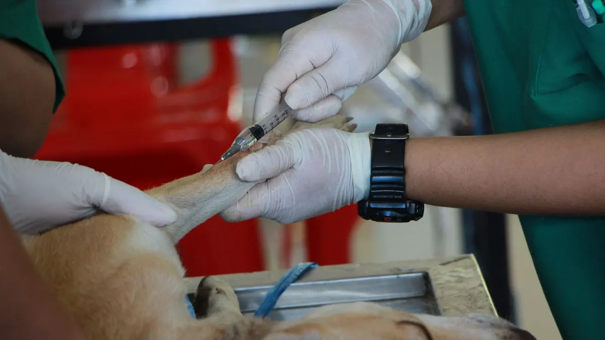 Close-up of a veterinarian injecting a dog with care in a clinic setting.