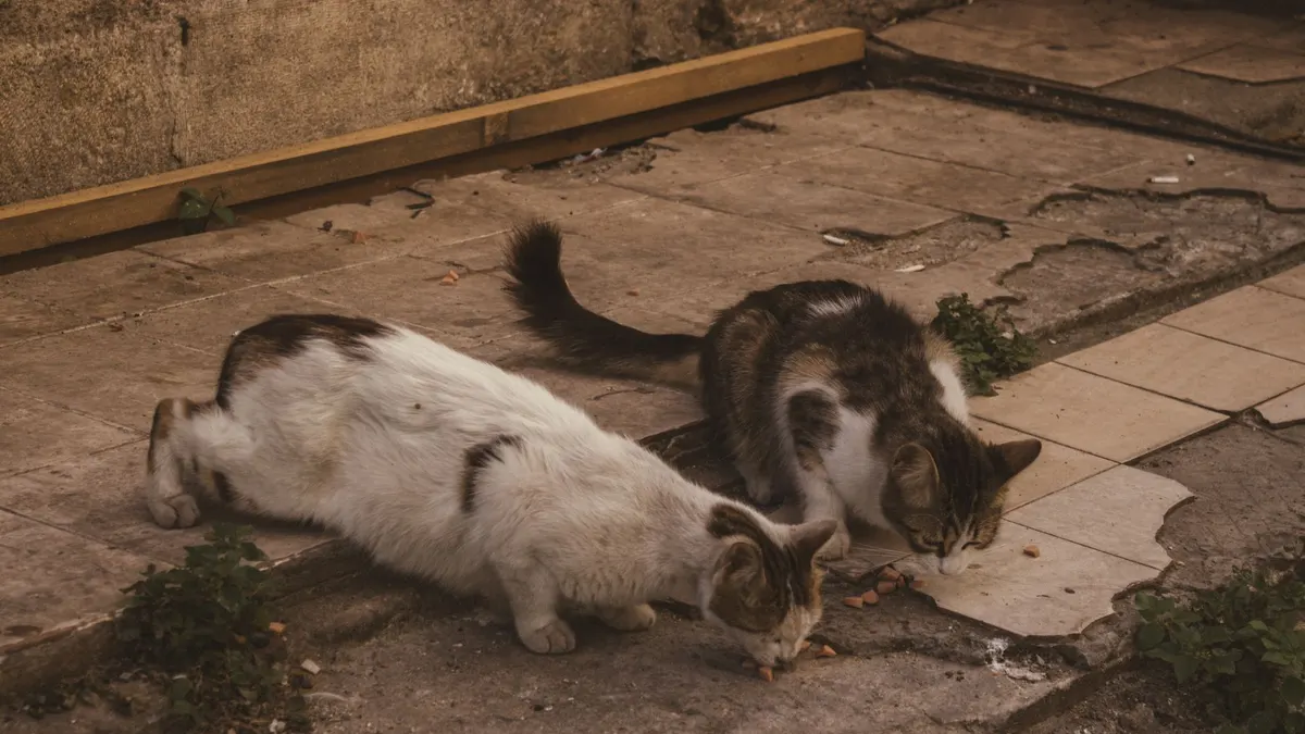 Two stray cats scavenging for food on an urban pavement, showcasing street life details.