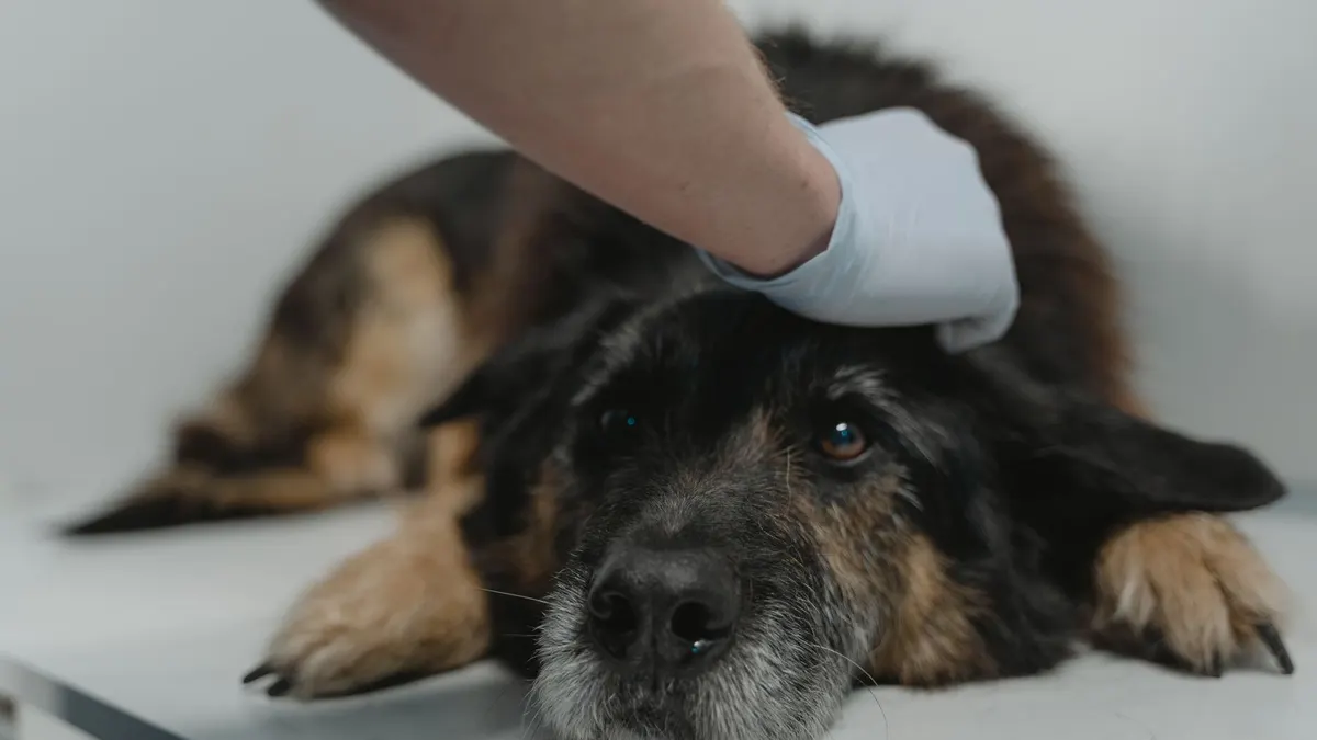 Close-up of a black dog being examined by a veterinarian wearing gloves.