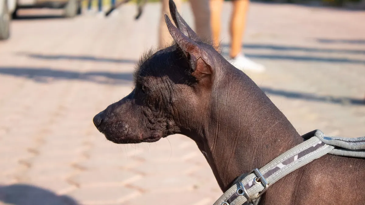 Close-up profile of a Xoloitzcuintli dog with a harness outdoors on a sunny day.