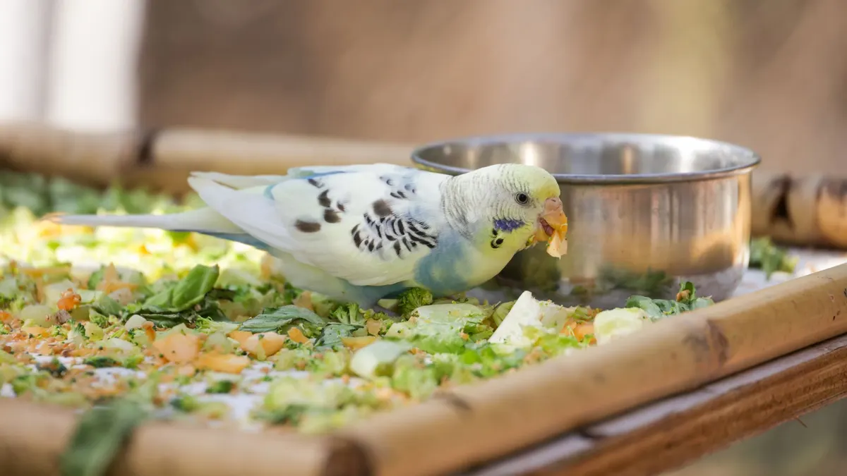 A vibrant budgerigar enjoying fresh vegetables outdoors on a sunny day.