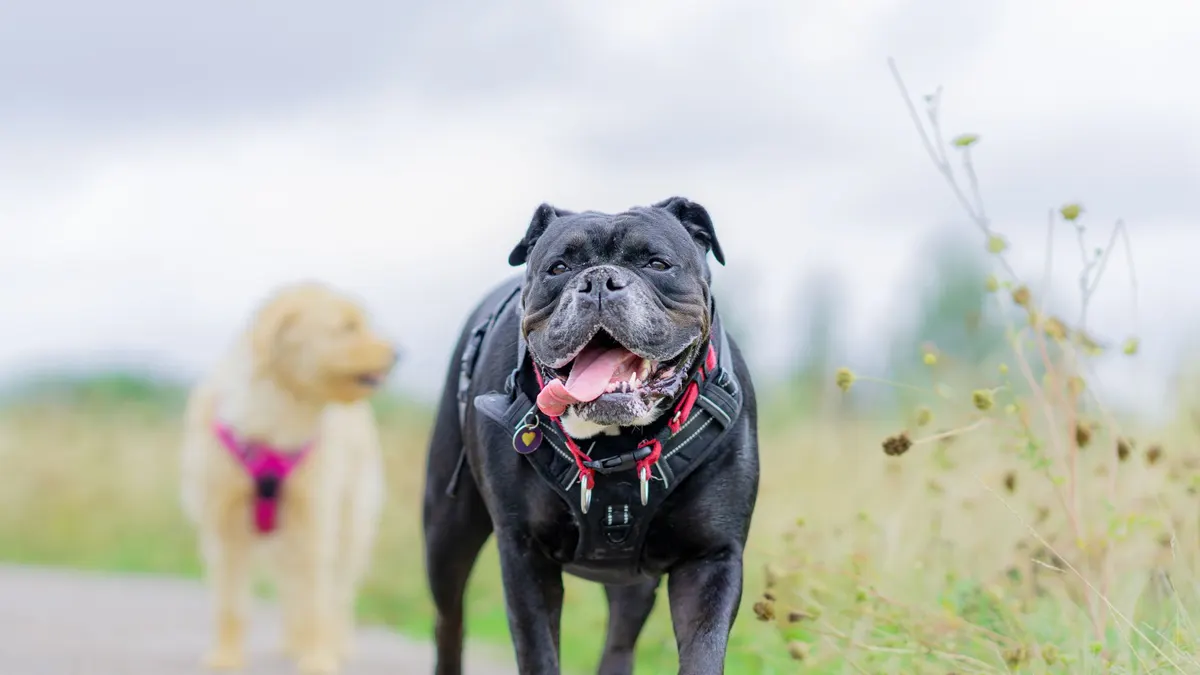 Two bulldogs walking on a path in a grassy field, showcasing their playful nature and joy.