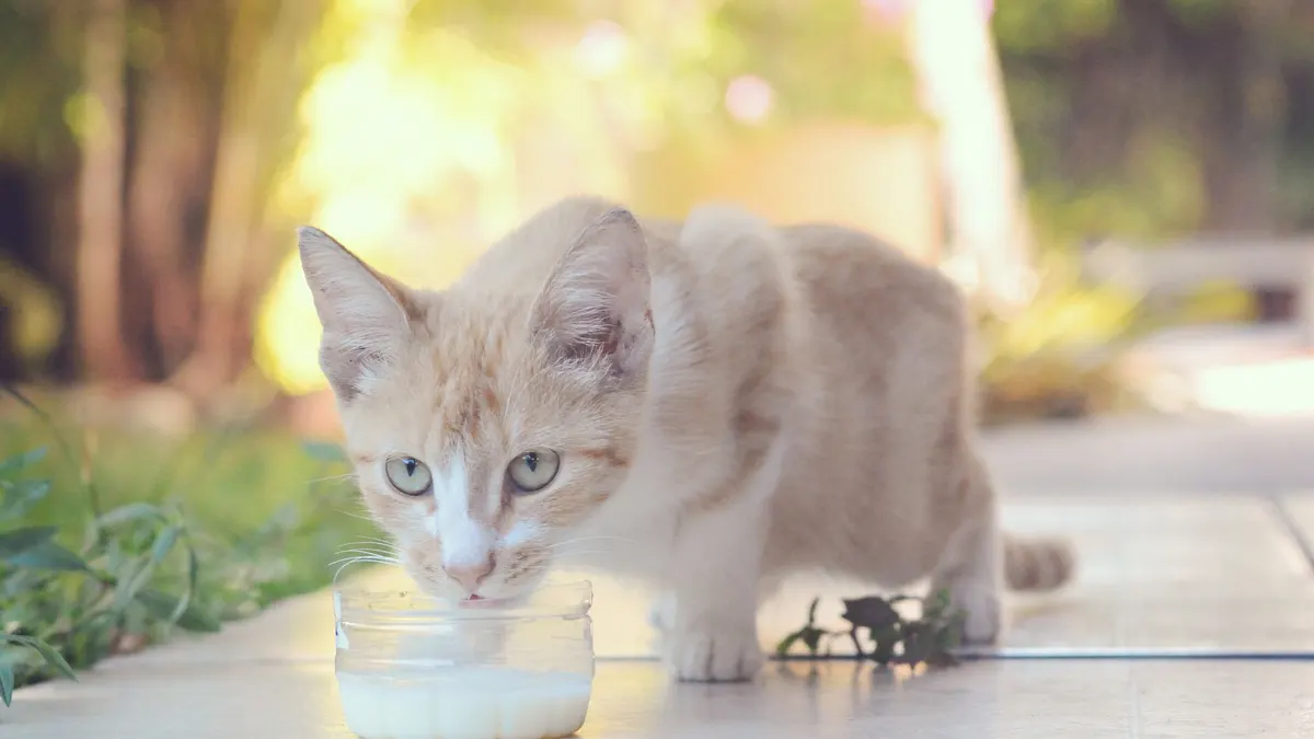Cute cream kitten drinking milk from a jar on a sunny day outdoors. Perfect pet photography moment.