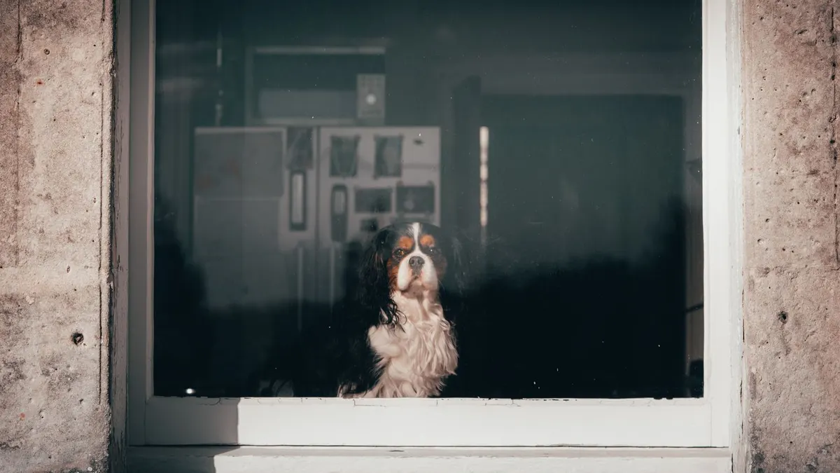 A Cavalier King Charles Spaniel gazes outside through a window, capturing a moment of solitude.