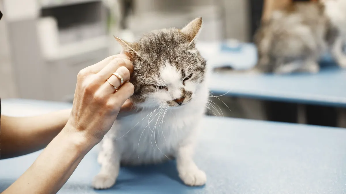 A veterinarian's hands examining a white and grey kitten on a blue table.
