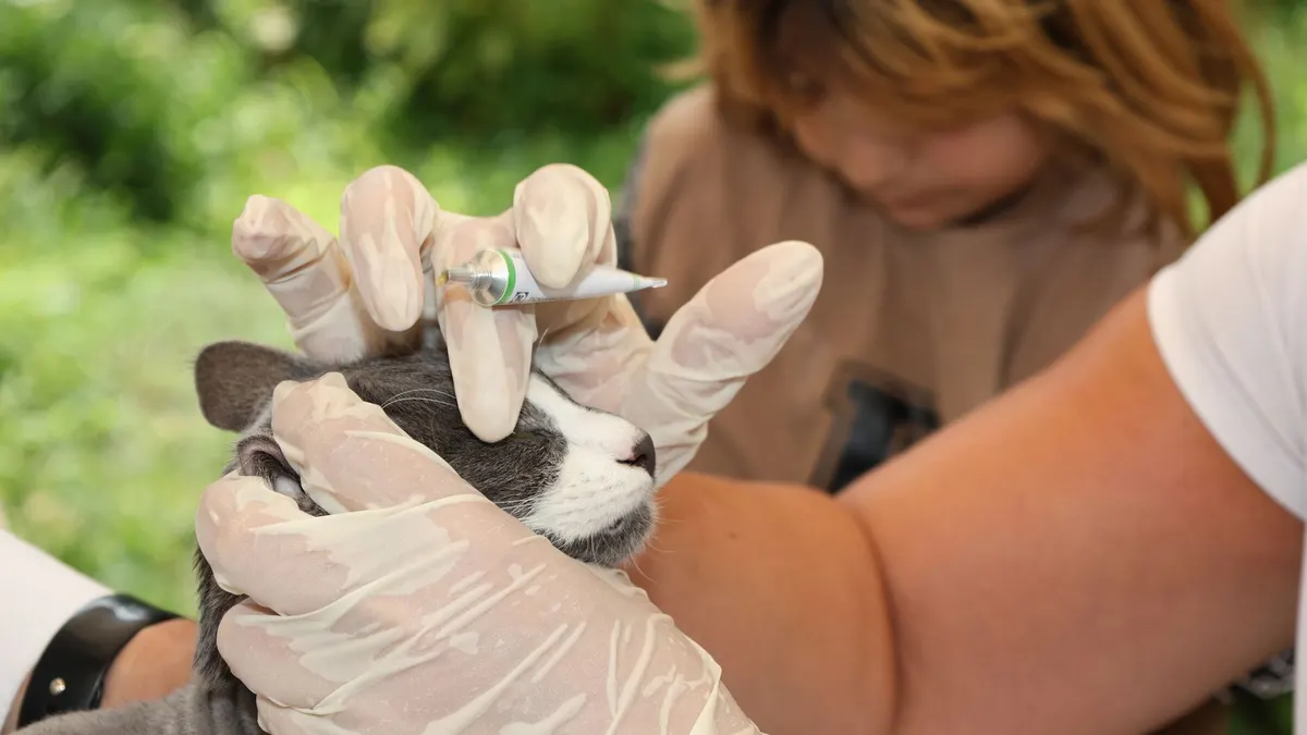 Veterinarian giving a gray cat an injection while a child watches closely outdoors.