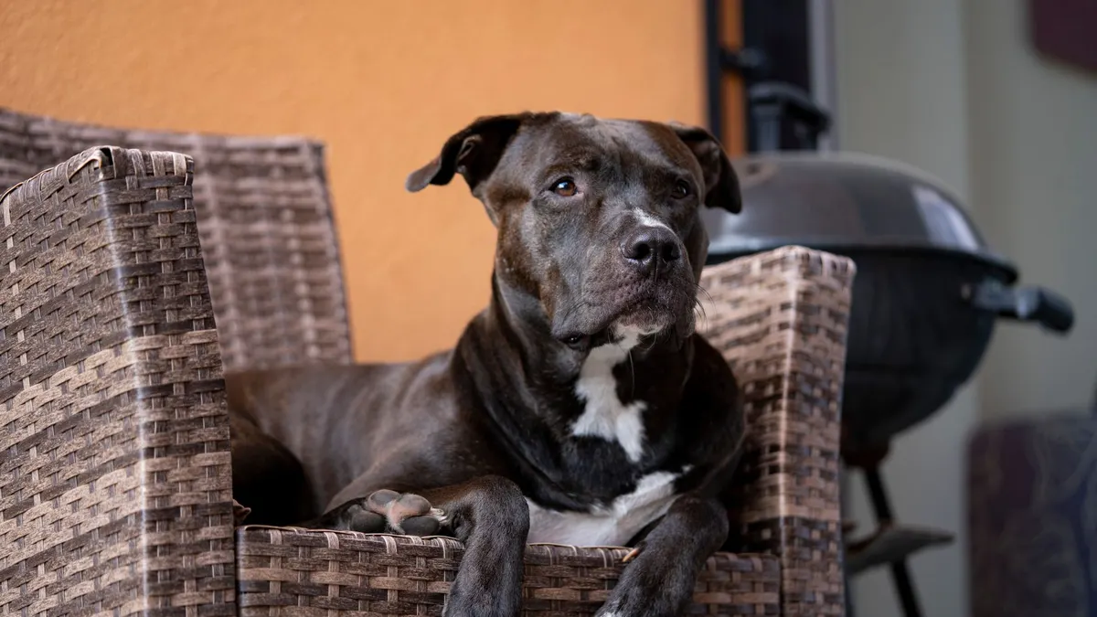 A pit bull terrier lounging comfortably on a wicker chair indoors.