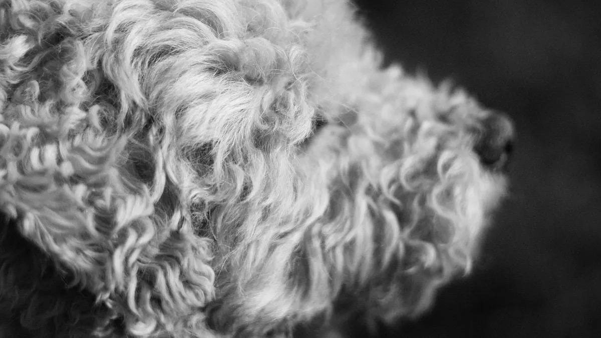 Close-up black and white portrait of a curly-haired white dog.