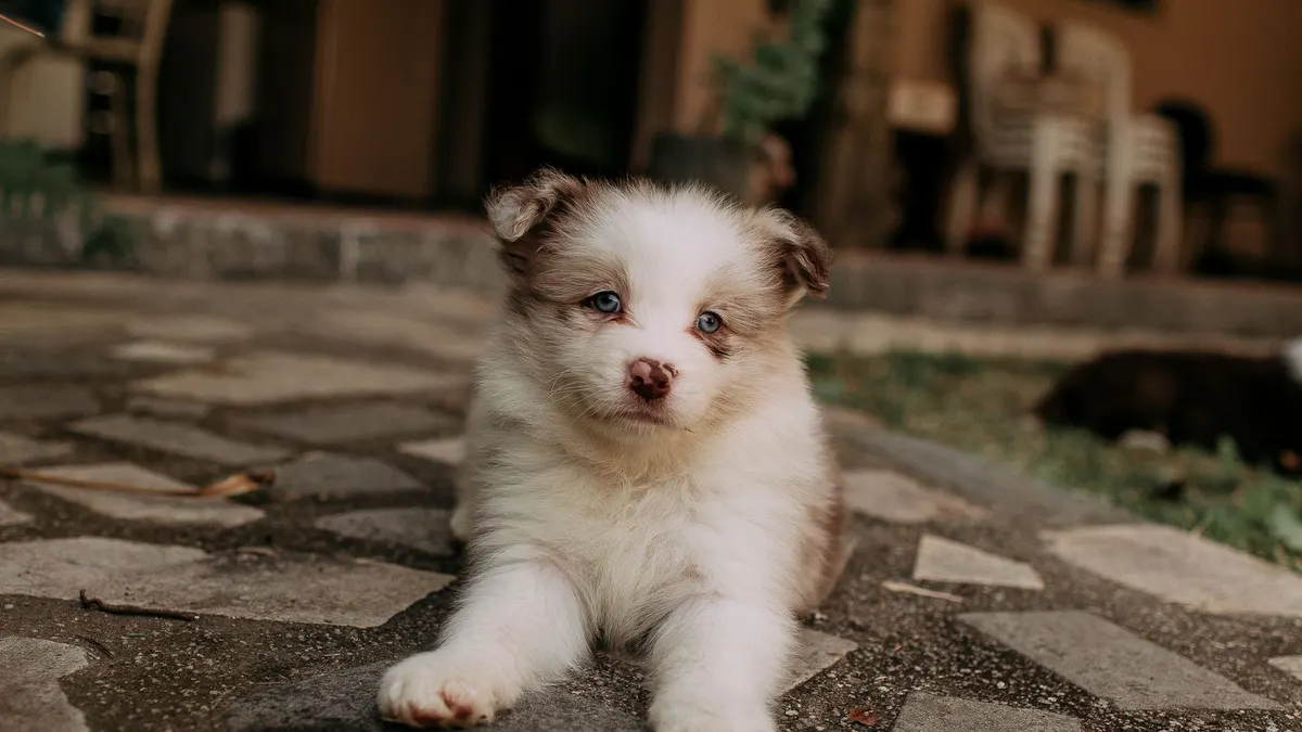 Adorable fluffy puppy with blue eyes lying on a stone patio outdoors.