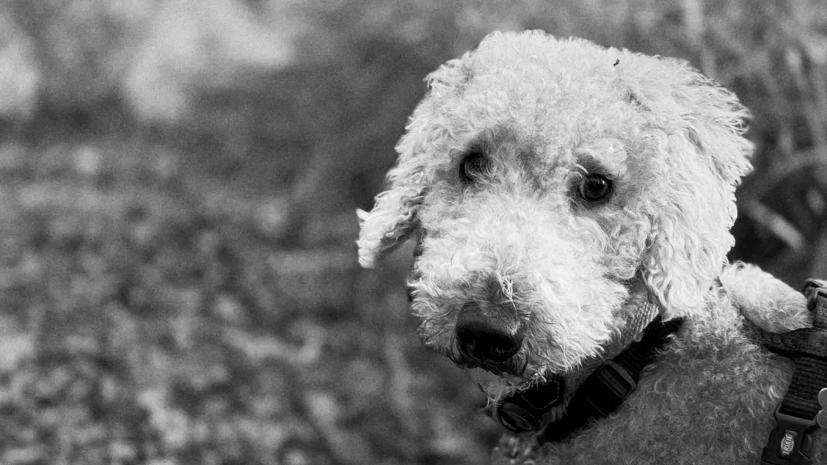 Charming black and white photo of a curly-haired dog in an outdoor setting.