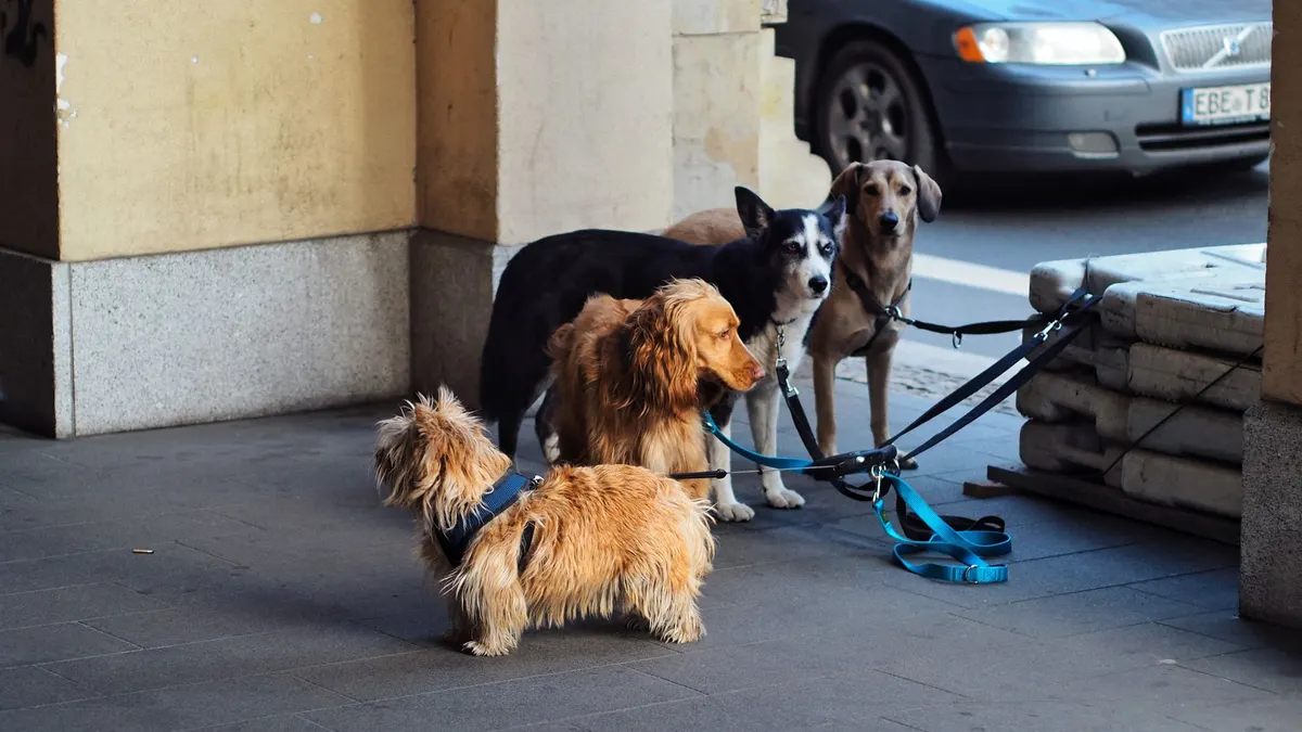 Four dogs on leashes waiting outdoors in the city. Urban pet scene.