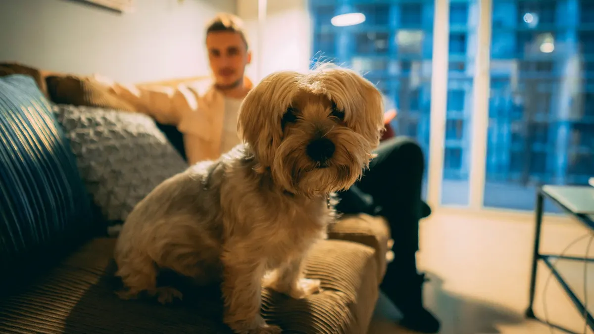 Adorable Yorkshire Terrier sitting on a couch indoors with its owner in the background.