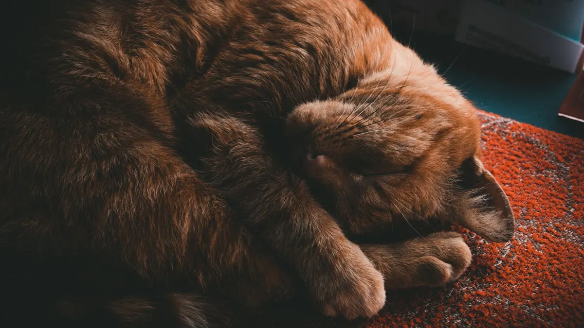 A peaceful tabby cat sleeps curled up on a cozy orange rug, creating a warm ambiance.