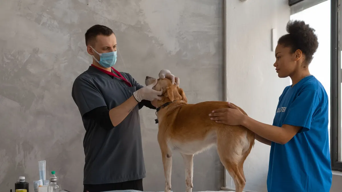 Veterinarian examines a dog assisted by a professional in a clinic setting.
