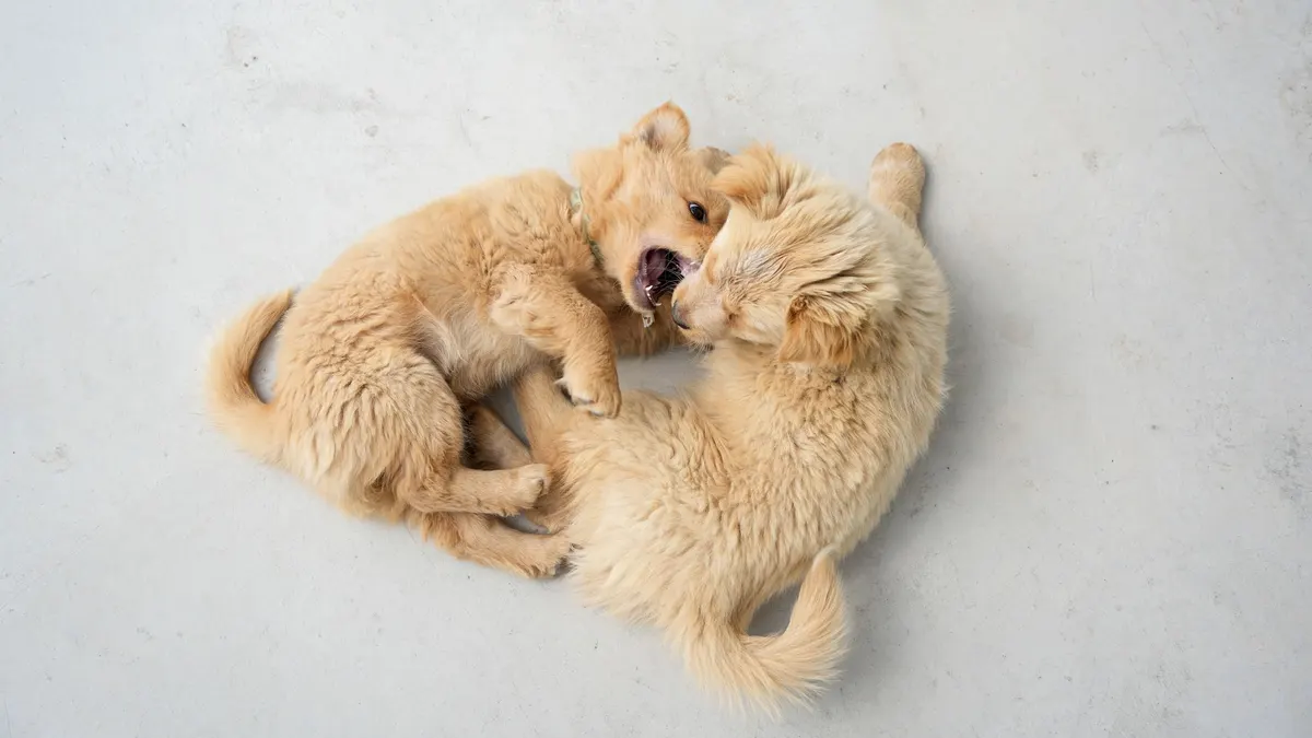 Adorable golden retriever puppies engaged in playful wrestling on a concrete floor.
