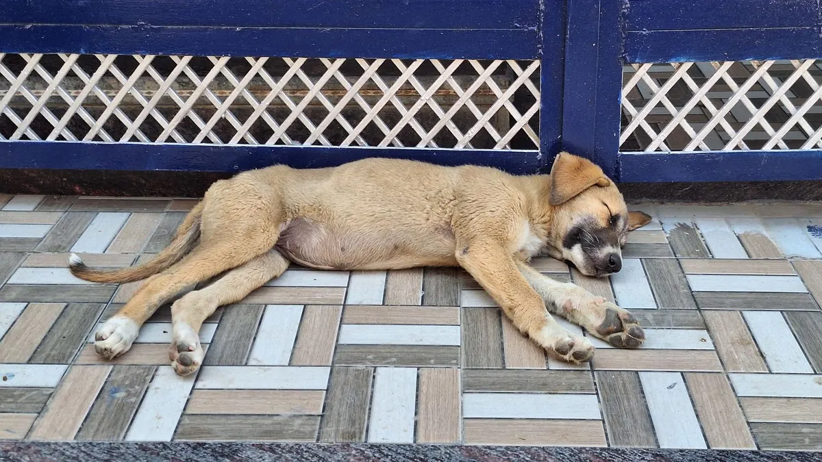 A brown dog peacefully sleeping on a patterned tile floor against a blue gate.