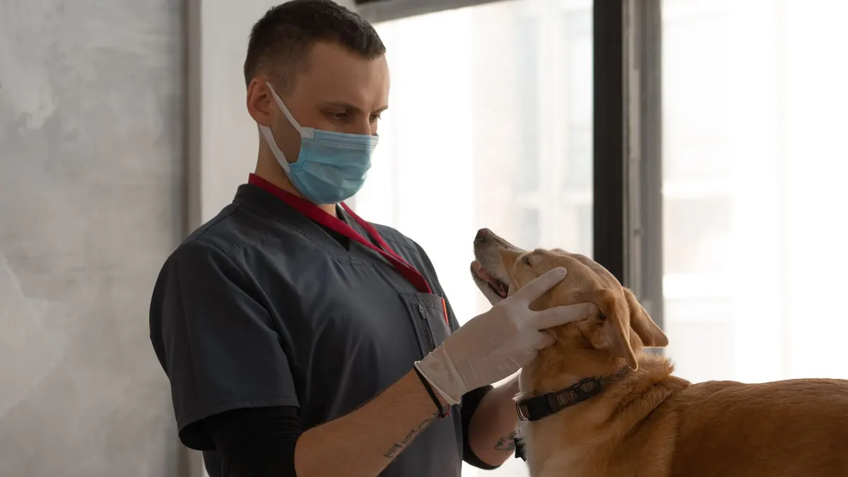 A veterinarian wearing a mask examines a dog indoors, focusing on patient care.
