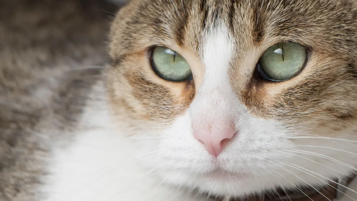 A detailed close-up of a cat with striking green eyes and a collar.