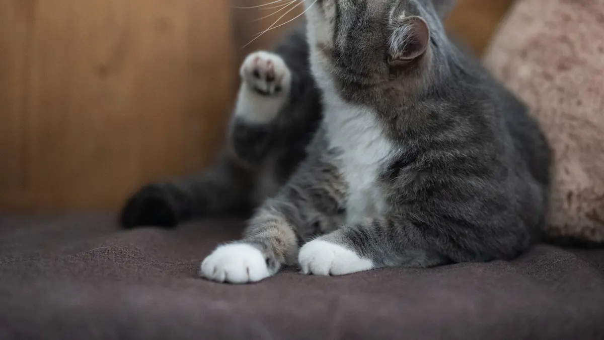 A cute domestic cat stretching and scratching indoors, showcasing its furry elegance.