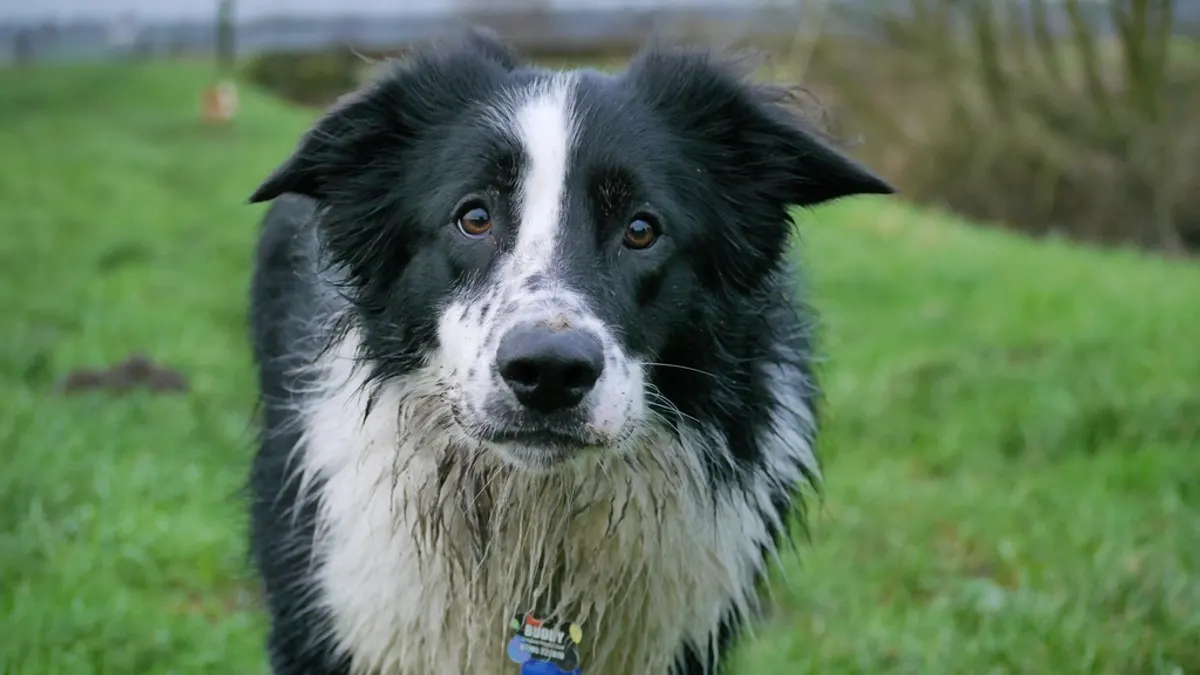 Border collie dog walking grass