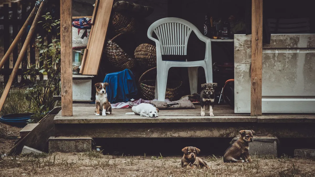 Five puppies rest on a rustic porch beside a white chair, capturing a charming outdoor scene.