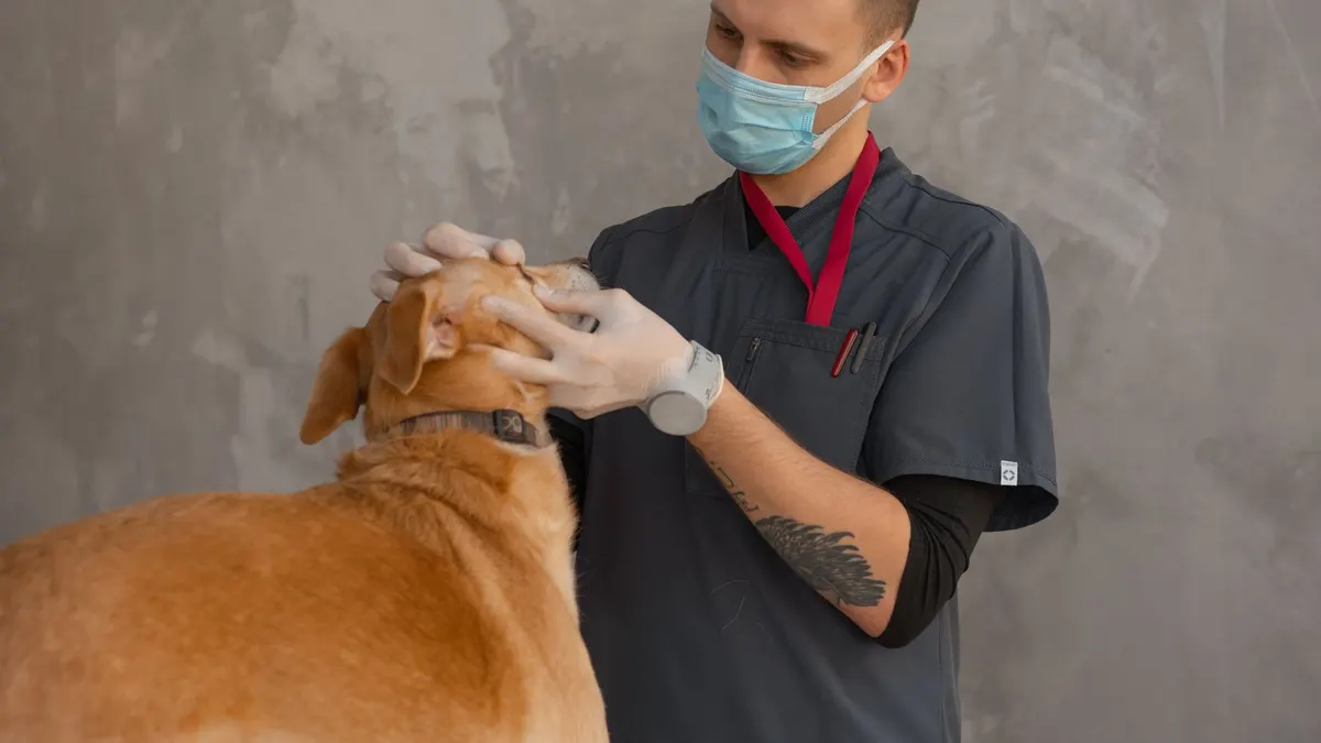 A professional veterinarian in mask examines a dog indoors during a checkup.