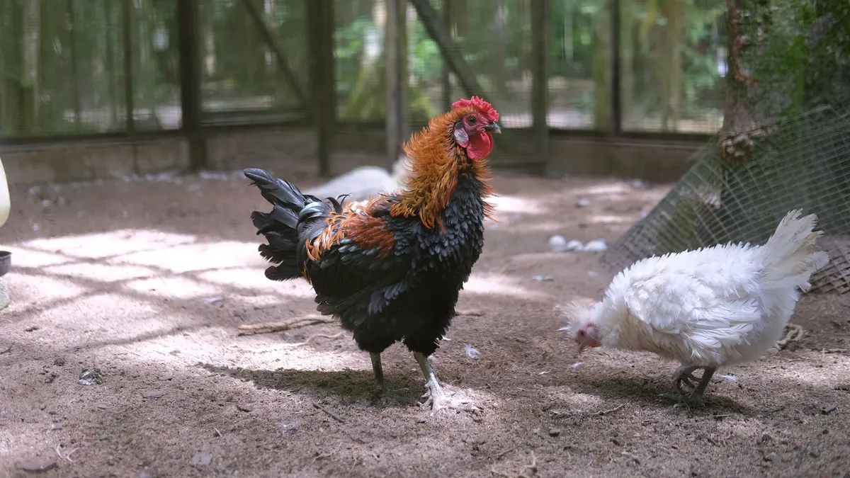 A vibrant rooster and white hen in a sunny farmyard enclosure.