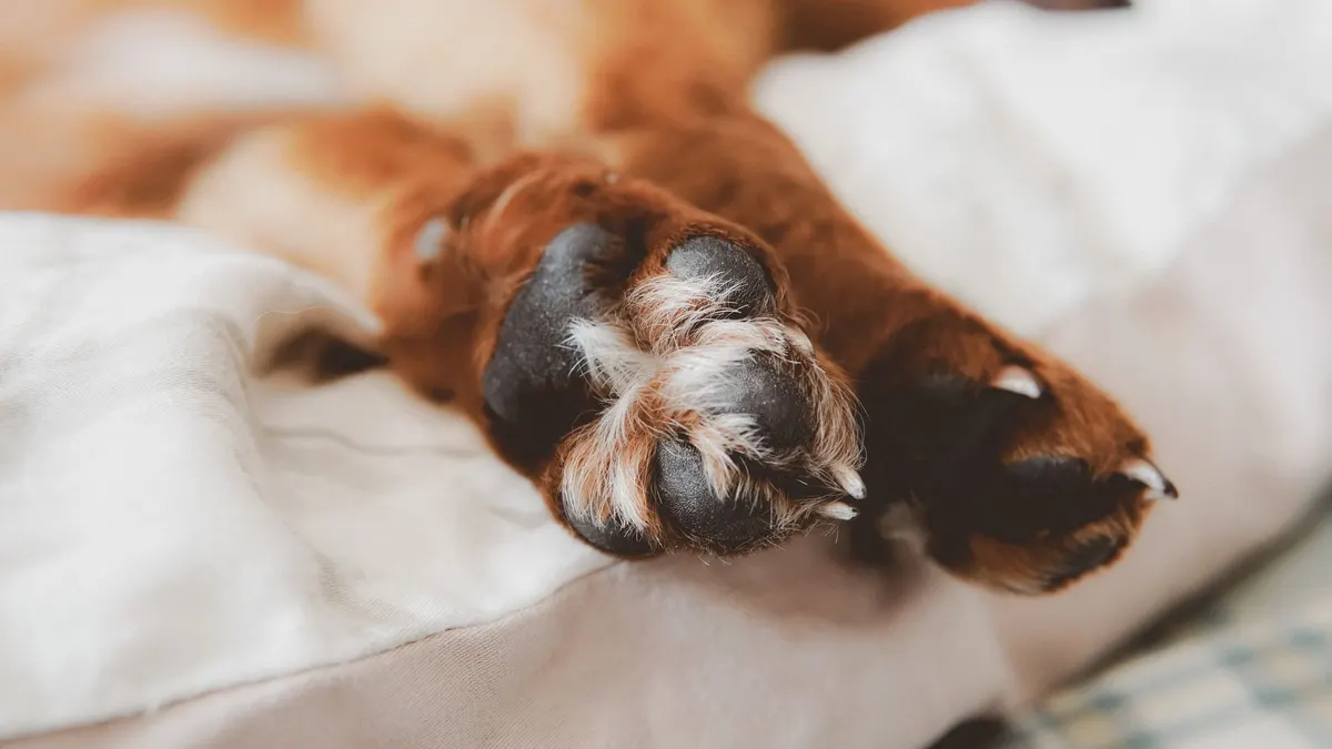 Detailed close-up of a dog's paws resting on a comfortable bed, featuring soft lighting and shallow depth of field.
